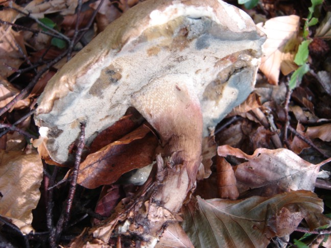 Un paio di funghi da determinare